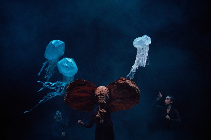 CUCU-elefante-+-medusas